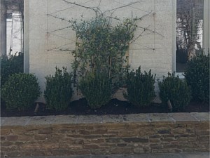 Landscape Plantings